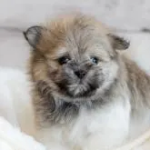ミックス マルチーズ × ポメラニアン【北海道・女の子・2022年6月4日・セーブル&ホワイト】の写真1「ポメラニアン×マルチーズ 6月5日生まれ 女の子 7/29撮影」