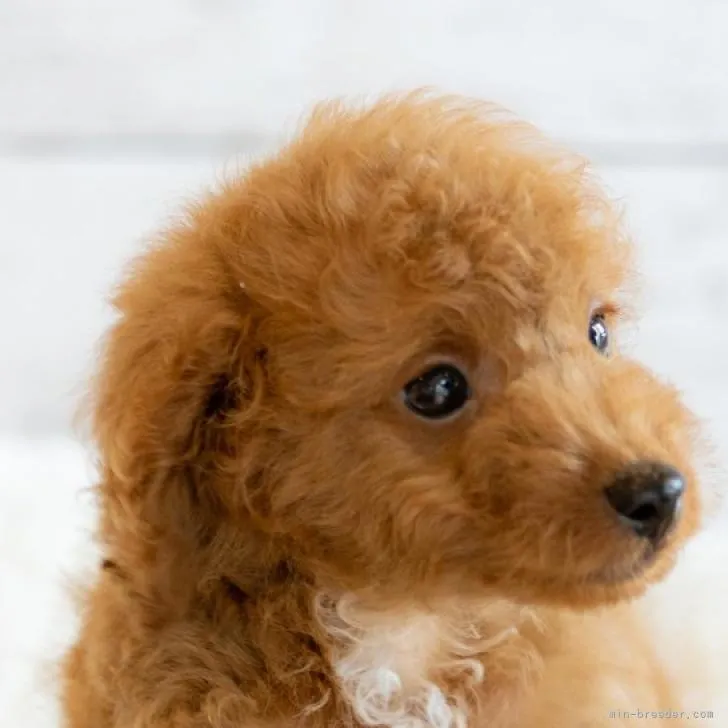 ID：2207-01381の子犬