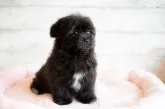 MIX ミックス犬 マル×ポメ【北海道・男の子・2023年5月23日・ブラック】の写真5「7/27撮影」