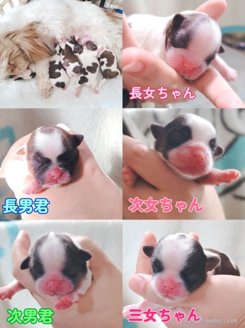 南淳美ブリーダーのブログ：生まれました！！