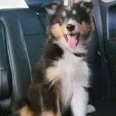 シェットランドシープドッグ【大分県・男の子・2025年6月16日・トライカラー】の写真3