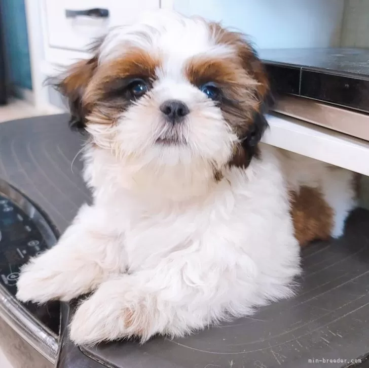 ID：2502-04103の子犬