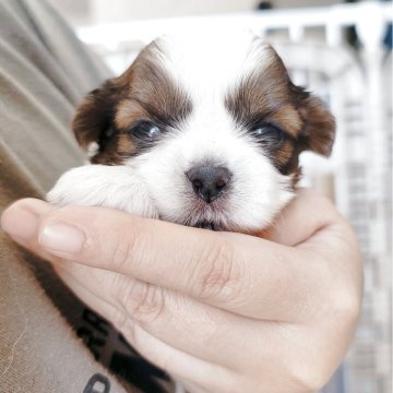 シーズー【大分県・女の子・2025年11月16日・ホワイト&ゴールド】の写真「おめめが開きました！5姉弟の次女ちゃんです✨」