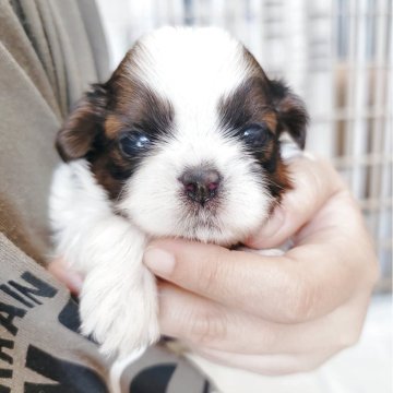 シーズー【大分県・女の子・2025年11月16日・ホワイト&ゴールド】の写真「おめめが開きました！5姉弟の三女ちゃんです✨」