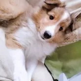 シェットランドシープドッグ【大分県・男の子・2025年2月28日・セーブル&ホワイト】の写真1「キレイなブレーズでお顔も整ってます😍」