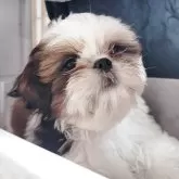 シーズー