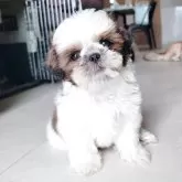 シーズー