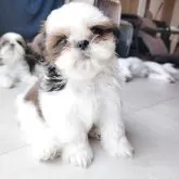 シーズー