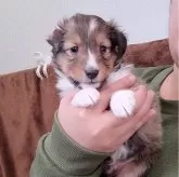 シェットランドシープドッグ【大分県・男の子・2024年12月6日・セーブル&ホワイト】の写真5「マイペース王子👑」