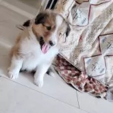 シェットランドシープドッグ【大分県・男の子・2025年2月28日・セーブル&ホワイト】の写真10