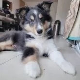 シェットランドシープドッグ【大分県・男の子・2025年6月16日・トライカラー】の写真13