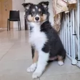 シェットランドシープドッグ【大分県・男の子・2025年6月16日・トライカラー】の写真9「かっこよく撮れました😍」