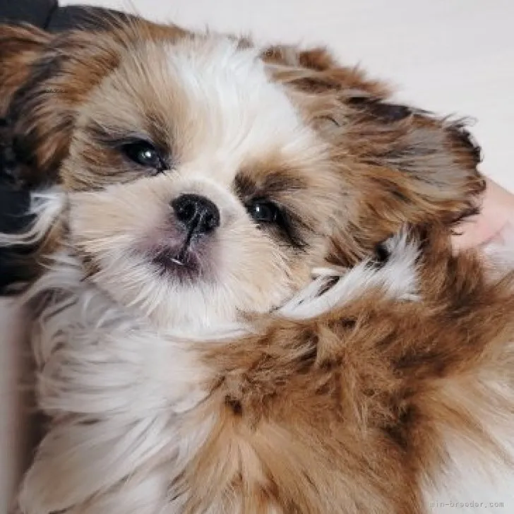 A.K 様のお迎えした子犬