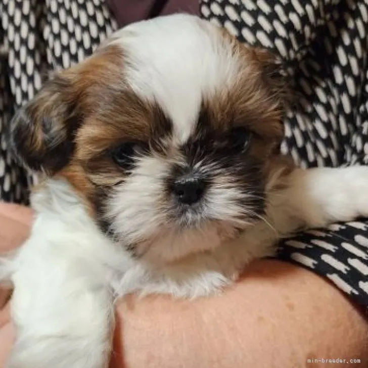 ID:2301-04460の子犬