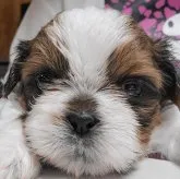 シーズー【大分県・女の子・2023年1月7日・ホワイト&ゴールド】の写真1「おとなしー💕2／8撮影📸」