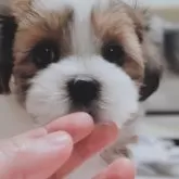 ミックス(シーズー×マルチーズ)【大分県・女の子・2023年12月1日・ホワイト&ゴールド】の写真1「チビチビちゃんです✨1月22日撮影📷」