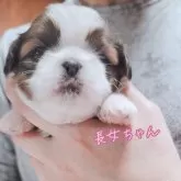 シーズー【大分県・女の子・2024年3月31日・ホワイト&ゴールド】の写真2「🤭✨」