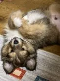 ミックス犬【大分県・男の子・2022年12月9日・セーブル系】の写真2「甘えん坊💕」