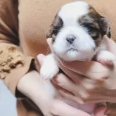 シーズー【大分県・女の子・2024年3月31日・ホワイト&ゴールド】の写真5