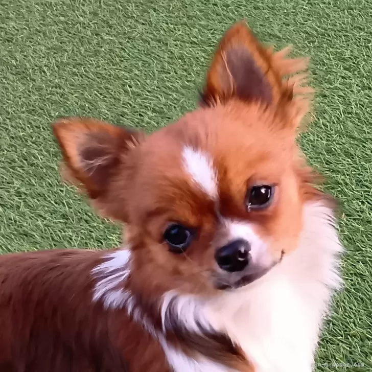 ID:2409-07226の子犬