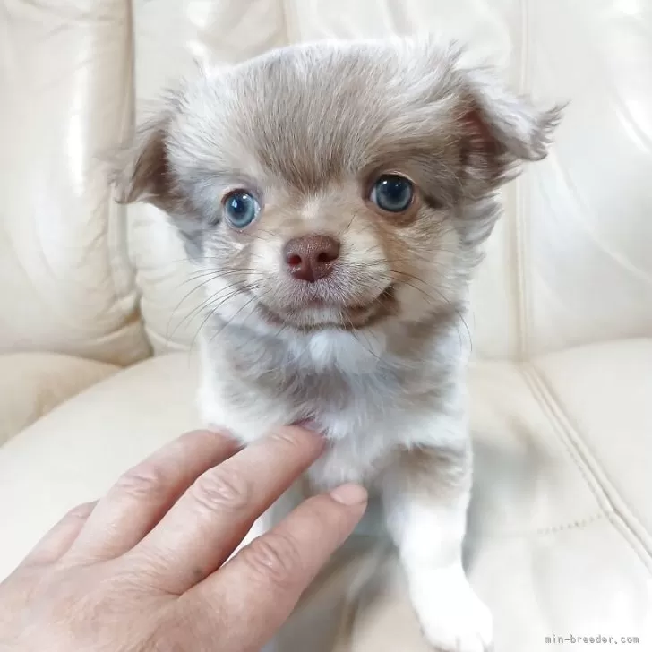 チワワ(ロング)【栃木県・男の子・2025年10月3日・レッド&amp;ホワイト】の写真1「体重は１１月２０日現在７５０g程度です。」