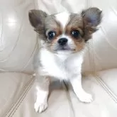 チワワ(ロング)