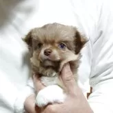 チワワ(ロング)