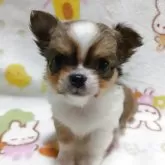 チワワ(ロング)