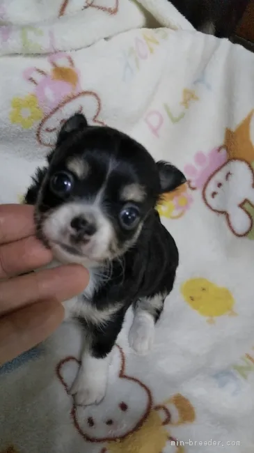 ID：2007-00700の子犬