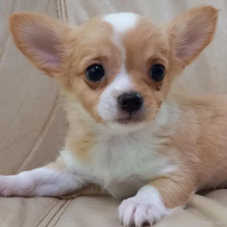 とし 様のお迎えした子犬