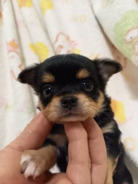 チワワ(ロング)【栃木県・女の子・2021年12月17日・ブラックタン&ホワイト】の写真「女の子らしい可愛いお顔です。」