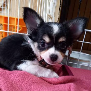 チワワ(ロング)【栃木県・女の子・2022年7月8日・ブラック&クリーム ホワイトマーキング】の写真「活発で元気いっぱいな女の子です。」