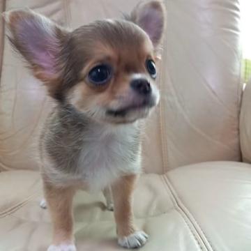 チワワ(ロング)【栃木県・男の子・2022年7月27日・レッド】の写真「人見知りせず元気いっぱいな男の子です。」