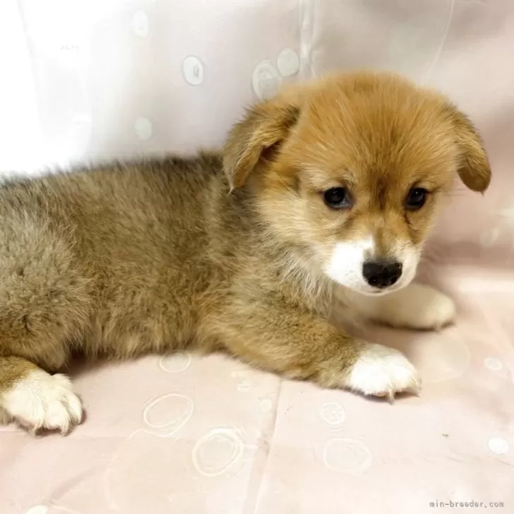 モモ 様のお迎えした子犬