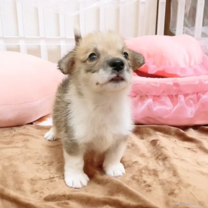 ID：2309-02996の子犬