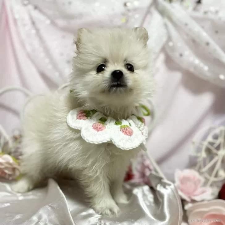 ID：2408-06724の子犬