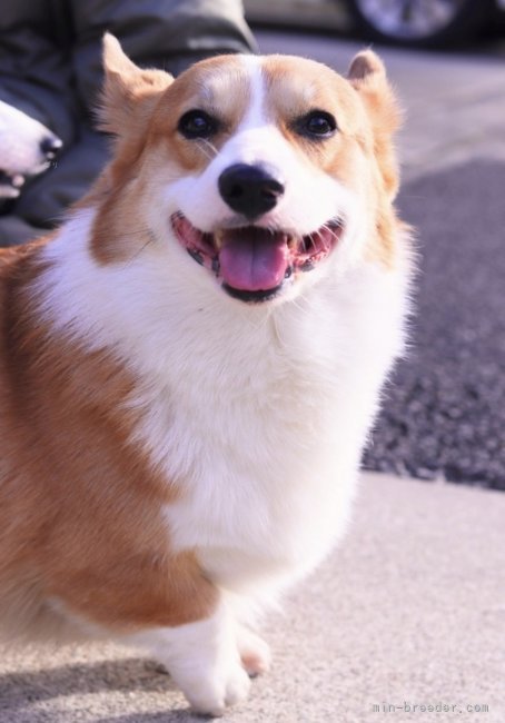 ウェルシュ・コーギー・ペンブローク【・男の子・2021年2月27日・レッド&ホワイト】