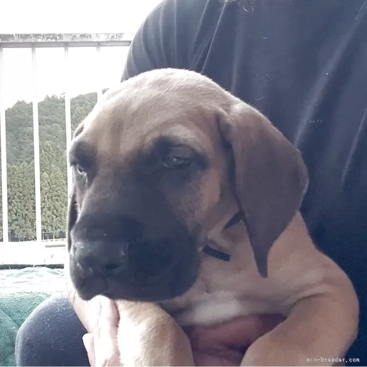 ID：2504-01664の子犬