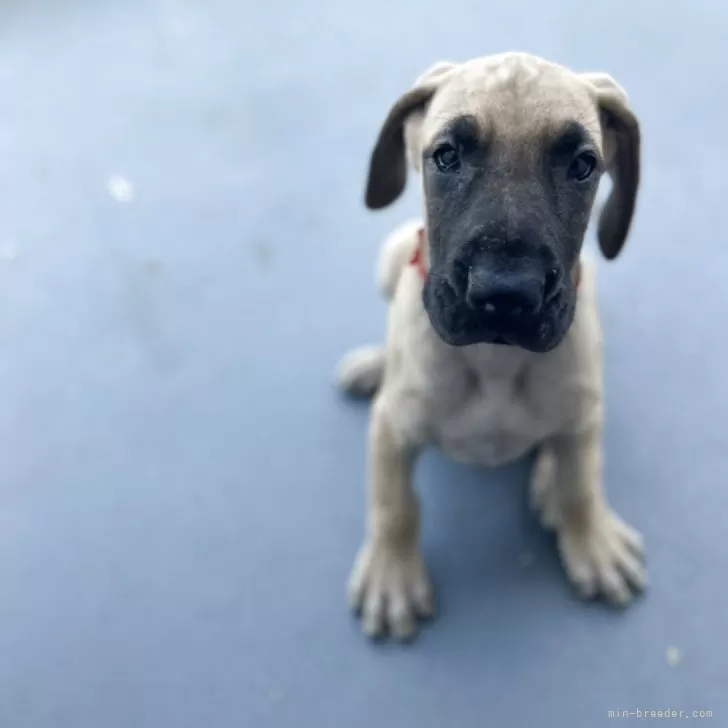 ID:2504-01674の子犬