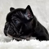 フレンチブルドッグ【静岡県・女の子・2025年9月22日・ブリンドル】の写真5