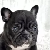 フレンチブルドッグ【静岡県・女の子・2025年9月22日・ブリンドル】の写真10