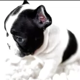 フレンチブルドッグ【静岡県・男の子・2025年9月22日・パイド】の写真7