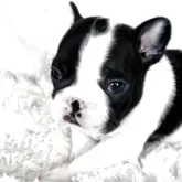 フレンチブルドッグ【静岡県・男の子・2025年9月22日・パイド】の写真9