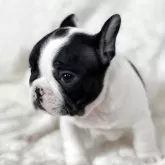 フレンチブルドッグ【静岡県・男の子・2025年9月22日・パイド】の写真10