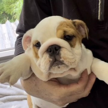 ブルドッグ【静岡県・女の子・2024年4月13日・ホワイトアンドレッド】の写真「素晴らしい両親から可愛いベビーが誕生しました。」