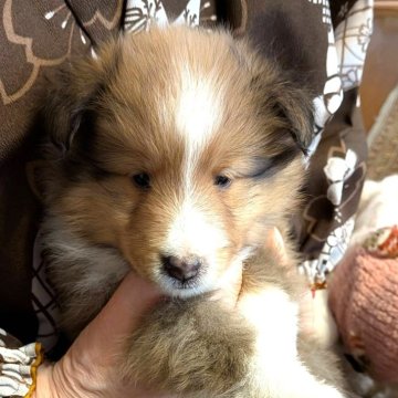 シェットランドシープドッグ【福岡県・男の子・2025年11月23日・セーブル&ホワイト】の写真「牡ですが美形で少しやんちゃな活発な人懐っこい仔犬」