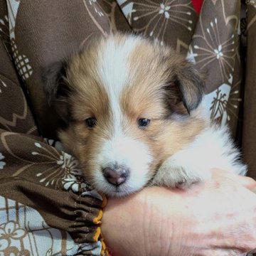 シェットランドシープドッグ【福岡県・女の子・2025年11月23日・セーブル&ホワイト】の写真「とにかく可愛くて少しおっとり系で人懐っこい仔犬」