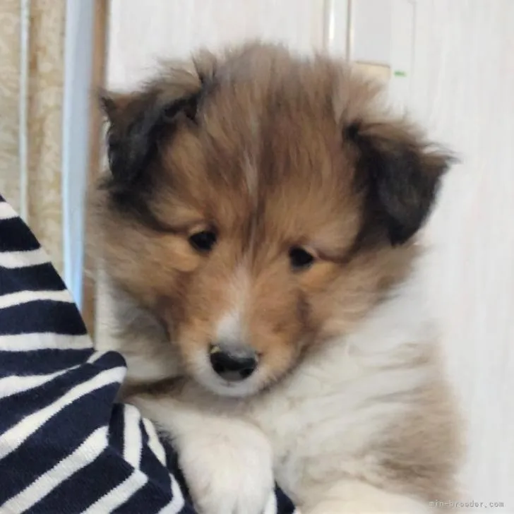 ID：2210-03479の子犬