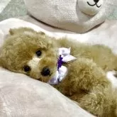 トイプードル(トイ)