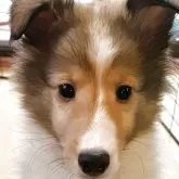 シェットランドシープドッグ
